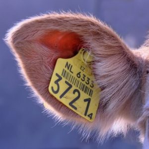 RFID Cattle Tags for Livestock Management