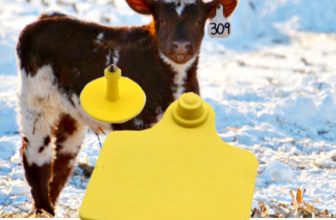 Professional RFID Cattle tag Manufacturer