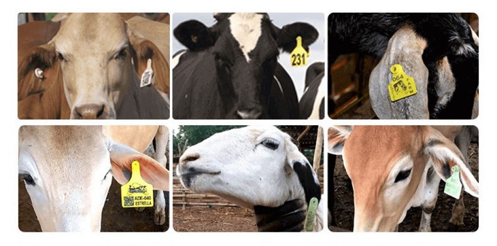 cattle tag manufacturer 1