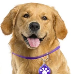 RFID Dog Tag With MIFARE Ultralight EV1 Chip