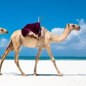camel rfid tag