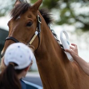 horse rfid microchip