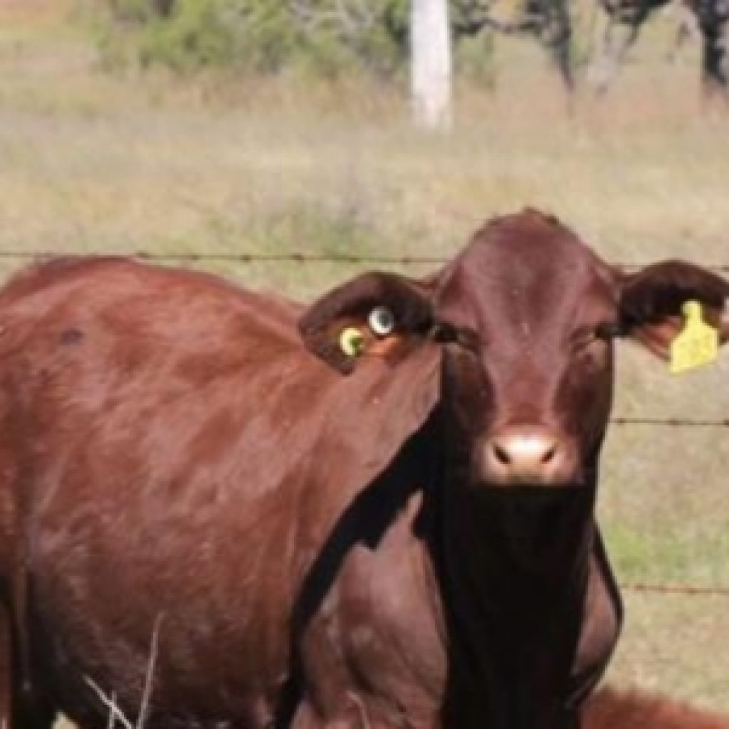 rfid cattle tag