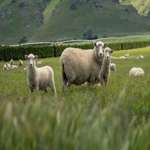 rfid sheep tag