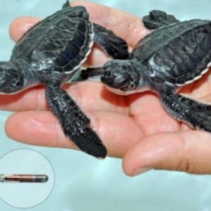 rfid tag for turtles