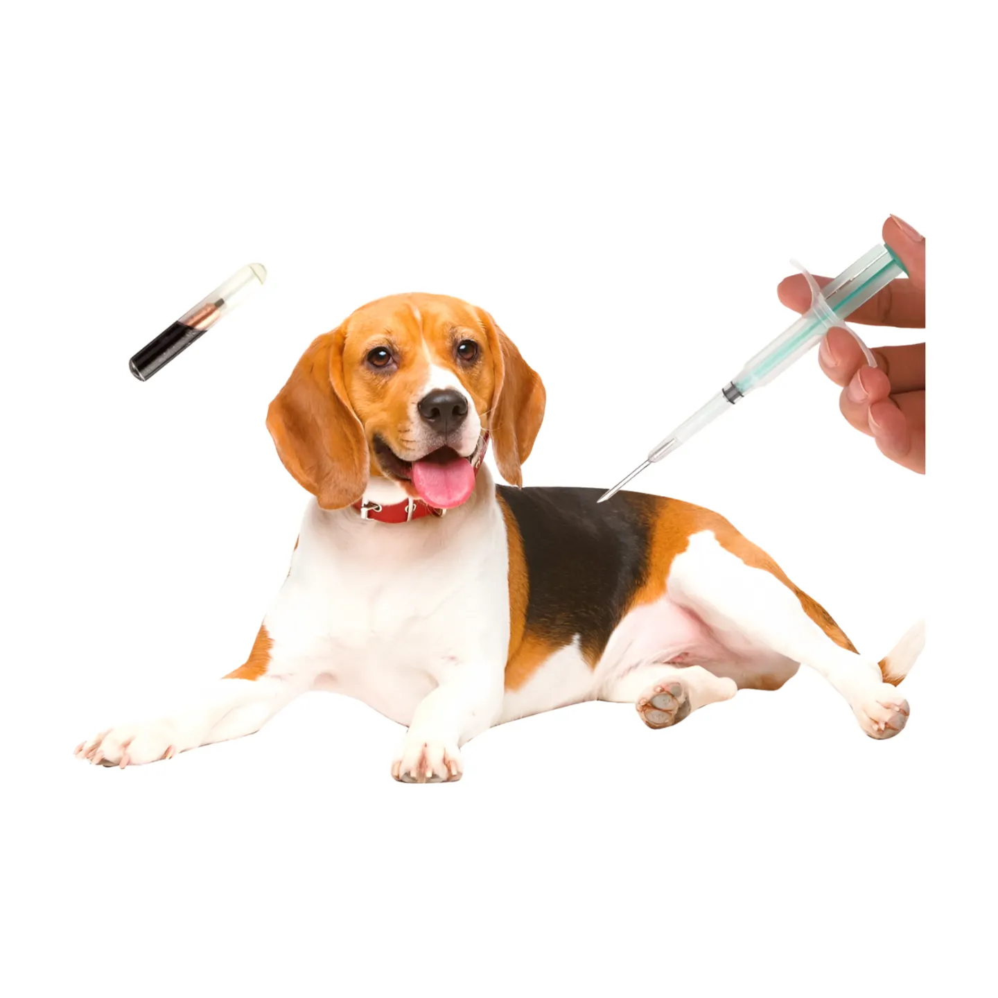 FDX-B RFID Dog Microchips Premium Implantable Animal Identification Solutions 1 FDX-B RFID Dog Microchips Premium Implantable Animal Identification Solutions