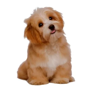 RFID Pet Microchip Scanner for Comprehensive Animal Identification and Health Management