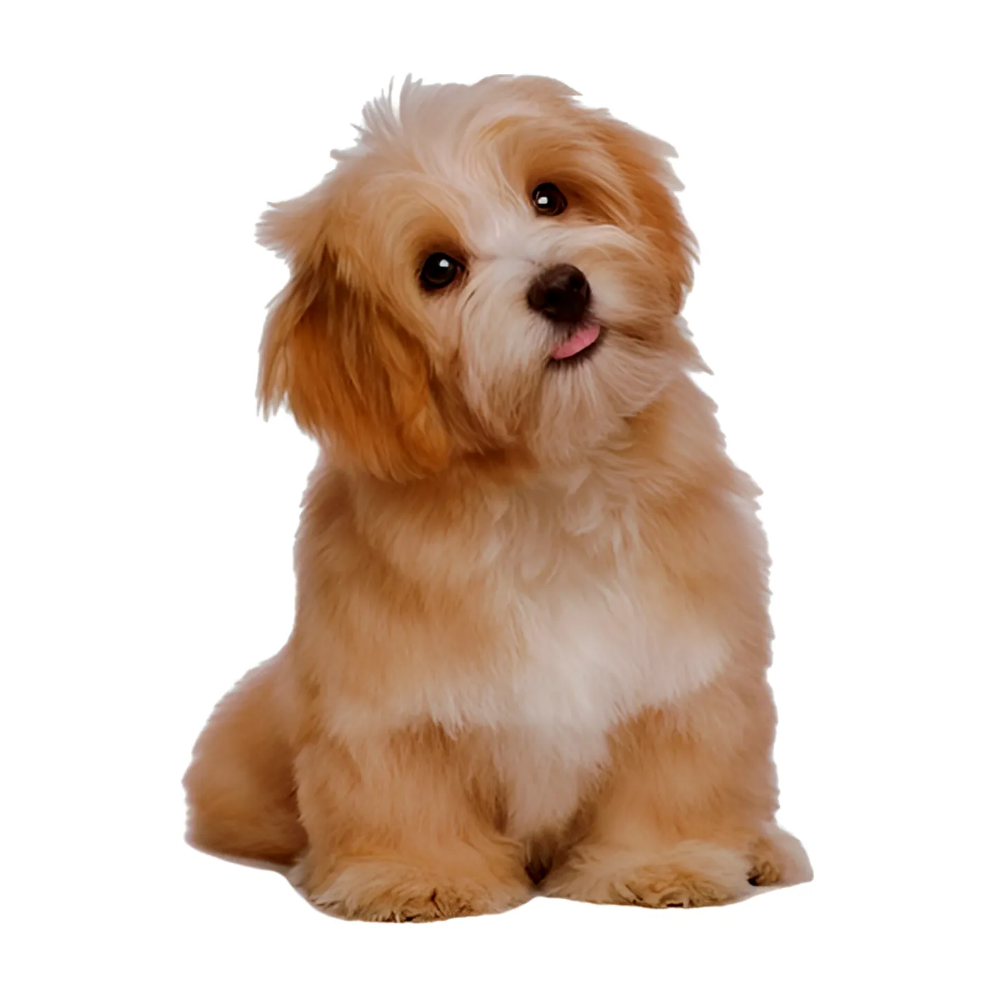 RFID Pet Microchip Scanner for Comprehensive Animal Identification and Health Management 1 RFID Pet Microchip Scanner for Comprehensive Animal Identification and Health Management