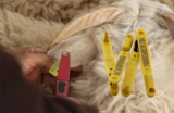 Why use RFID tags for cattle