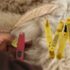 What Are RFID ear tags