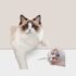 Choosing the Right Animal Identification Technology Pit Tags vs Microchips