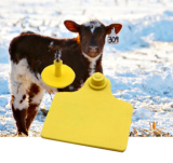 Professional RFID Cattle tag Manufacturer