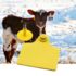 Responsible RFID Tag Disposal: Environmental Considerations